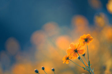 简单掌握六大类茶叶的冲泡方法