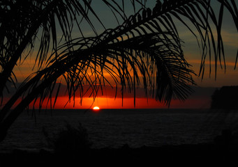 辟邪旺宅旺财植物花卉